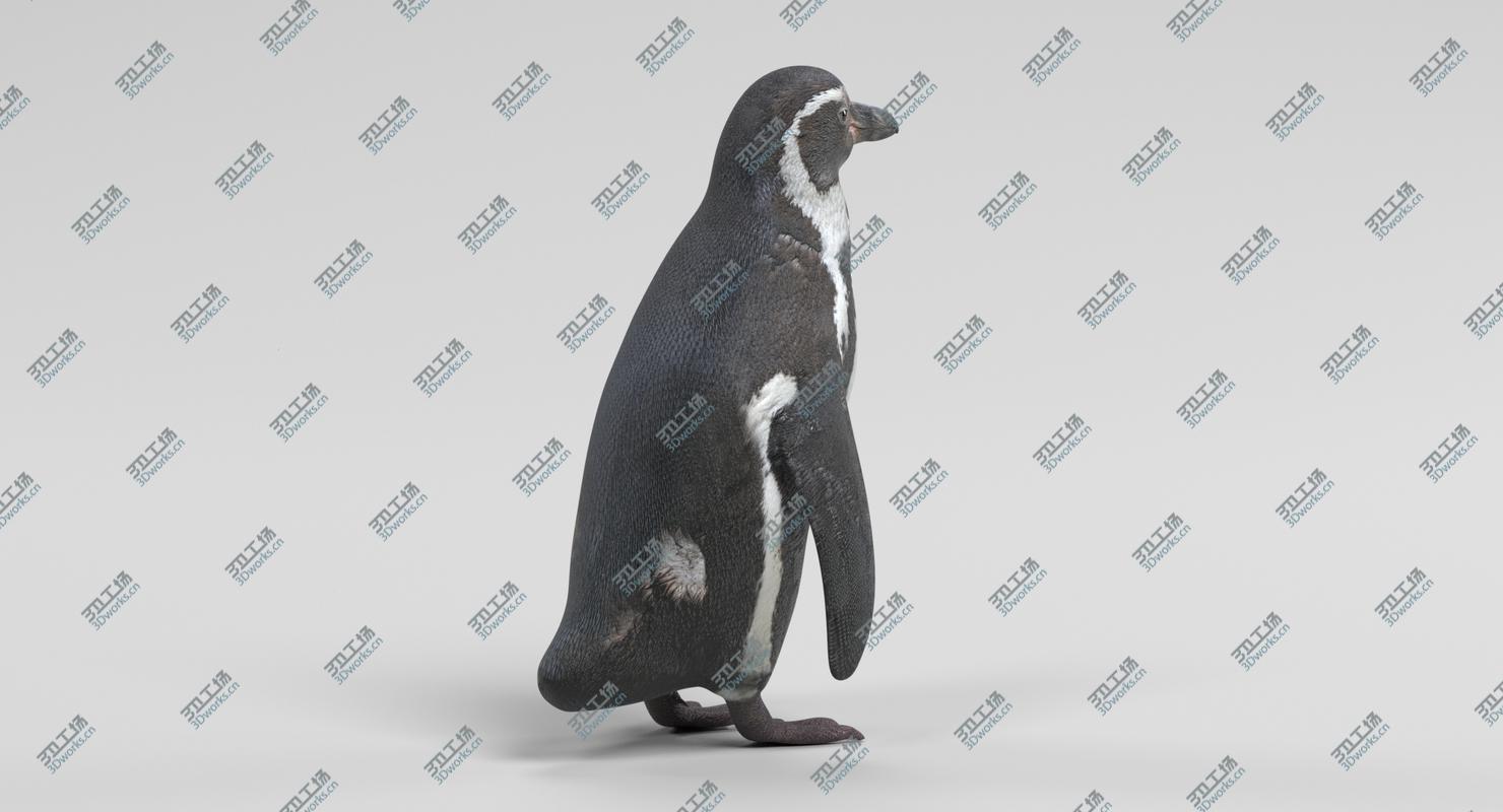 images/goods_img/2021040232/Humboldt Penguin model/4.jpg